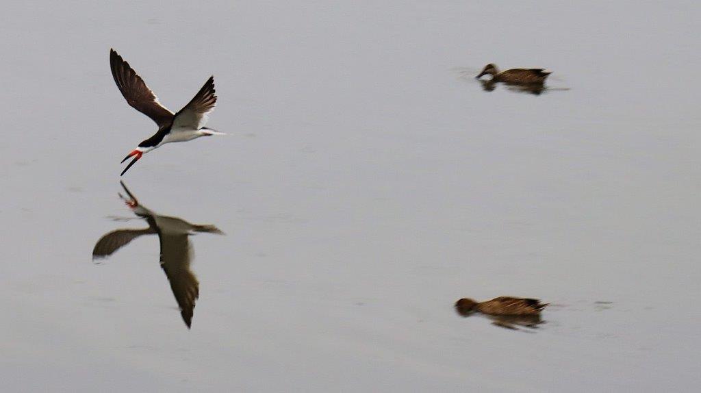 A group of birds flying over water

Description automatically generated