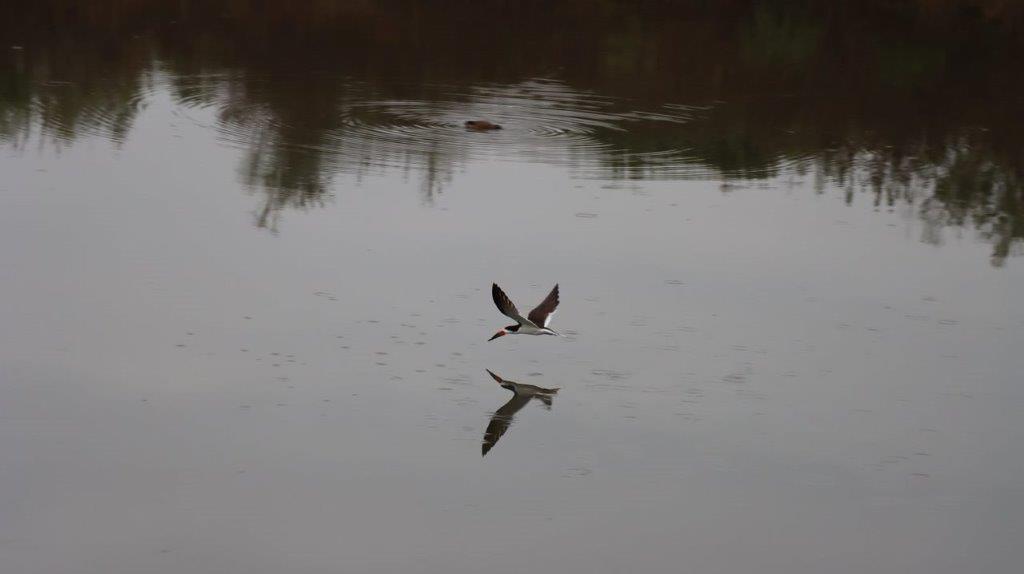 A bird flying over water

Description automatically generated