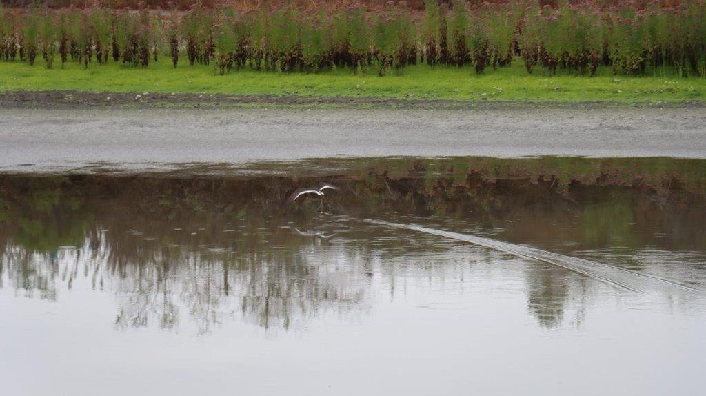 A bird flying over a body of water

Description automatically generated