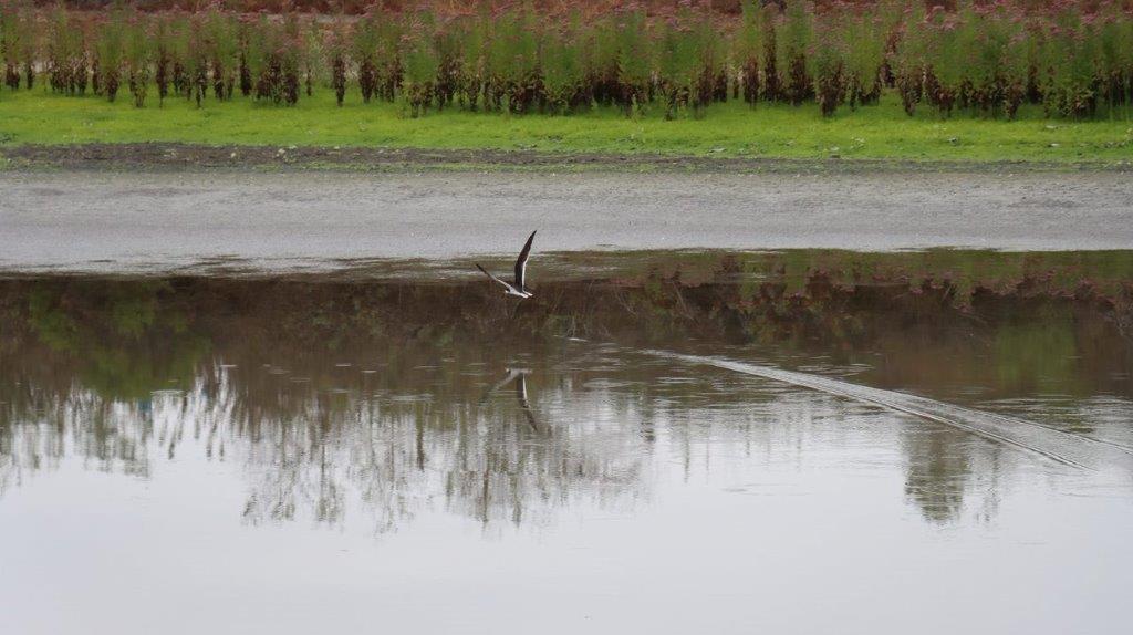 A bird flying over a body of water

Description automatically generated