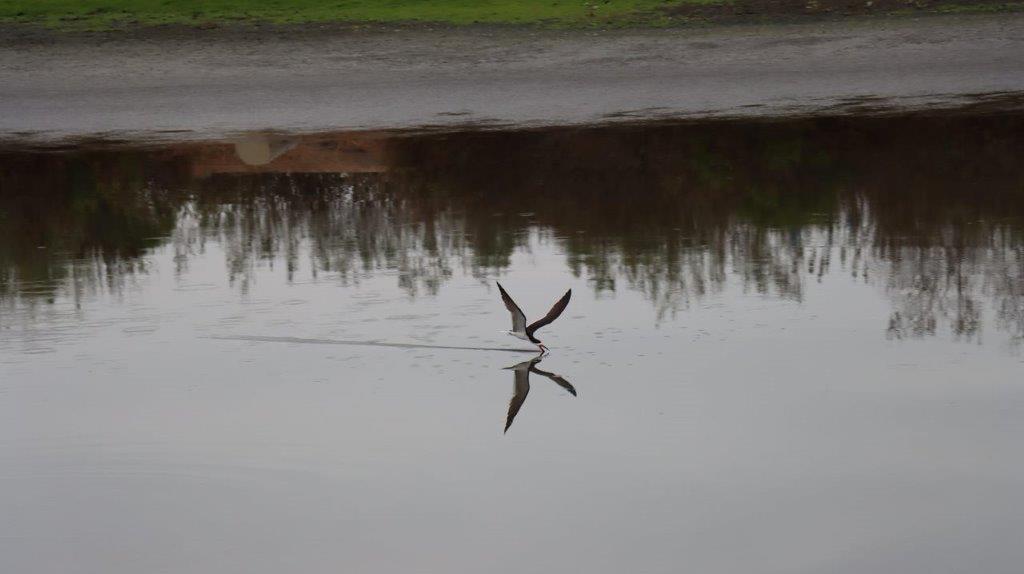 A bird flying over water

Description automatically generated