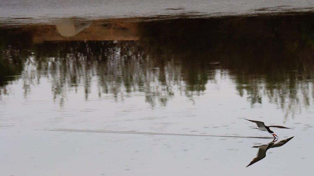 A reflection of trees in water

Description automatically generated