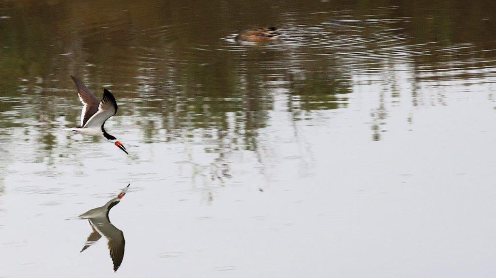 Birds flying over water with ducks

Description automatically generated