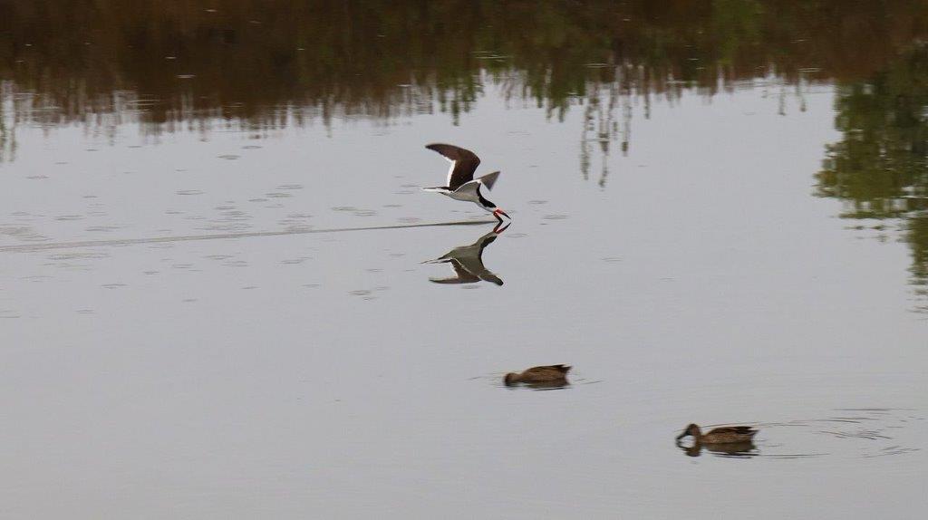 A bird flying over water

Description automatically generated