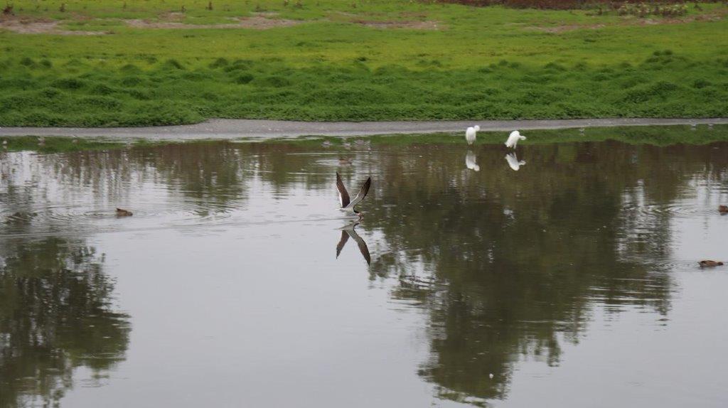 Birds flying over a body of water

Description automatically generated