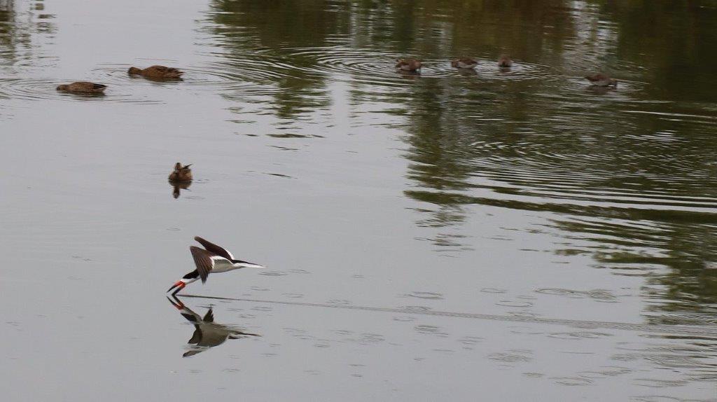 A bird flying over water

Description automatically generated