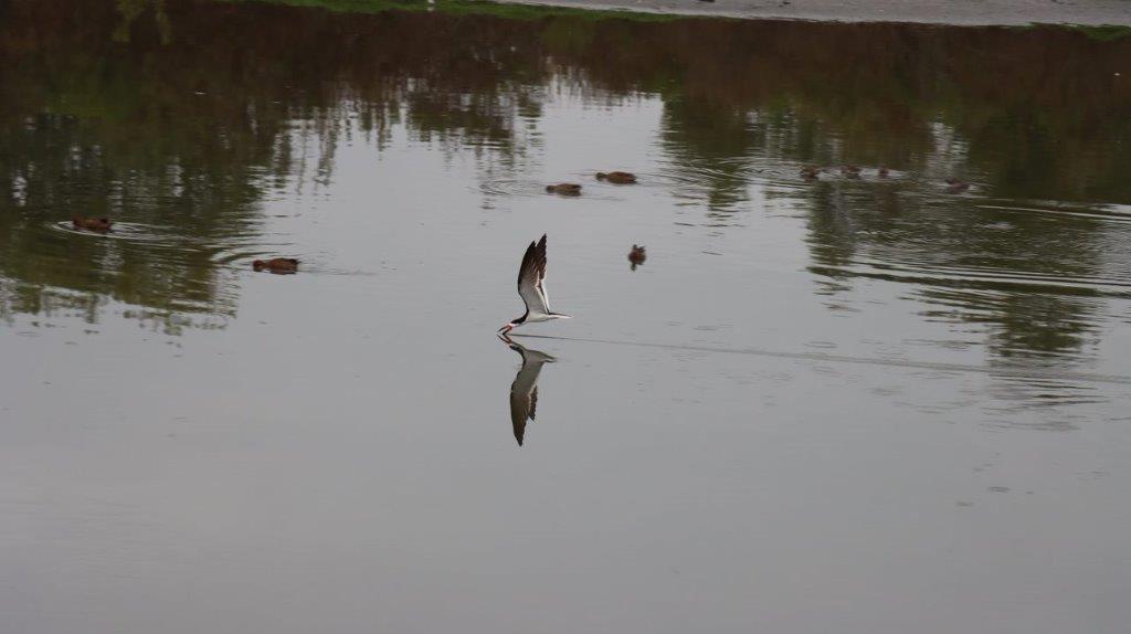 A bird flying in the water

Description automatically generated