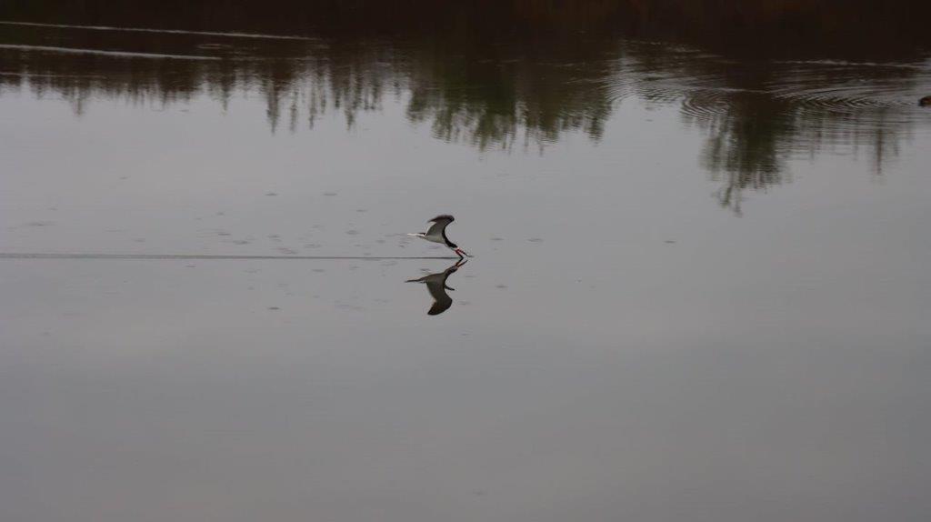 A bird flying over water

Description automatically generated