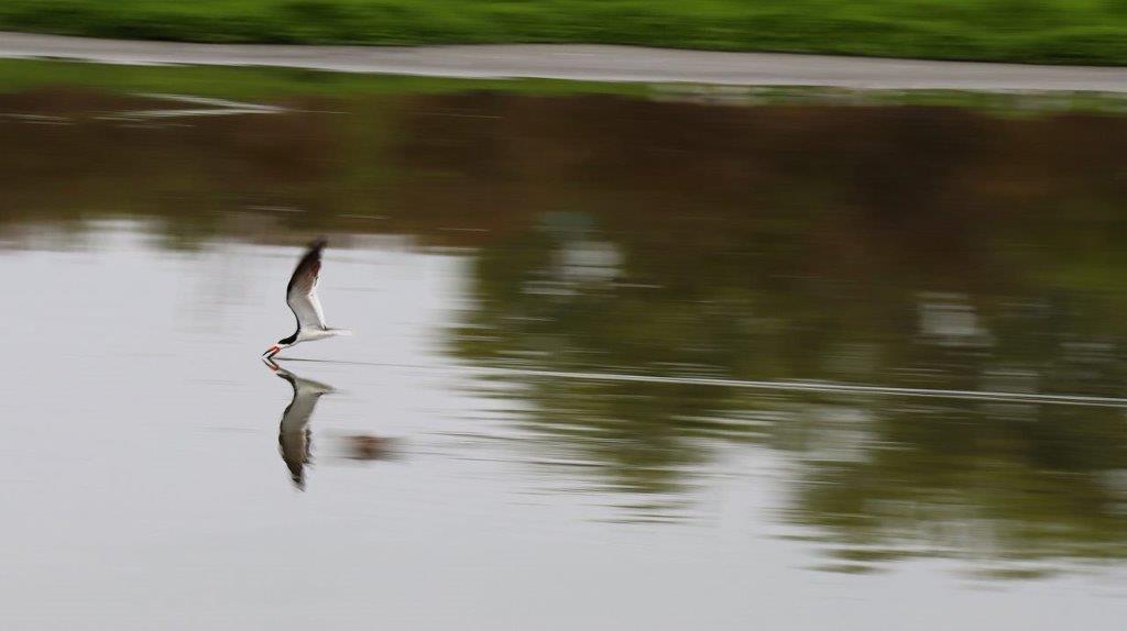 A bird flying over water

Description automatically generated