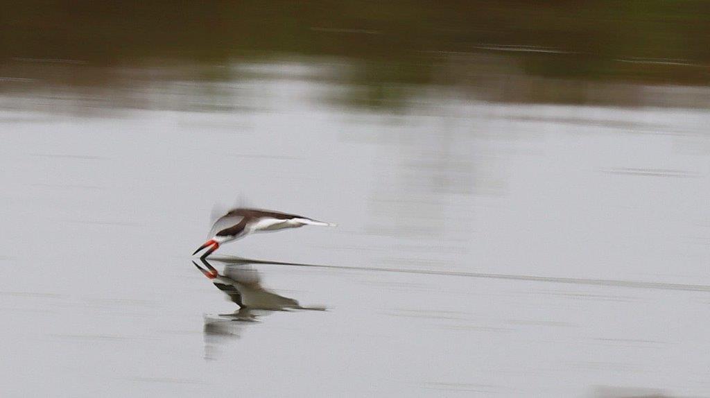 A bird flying over water

Description automatically generated