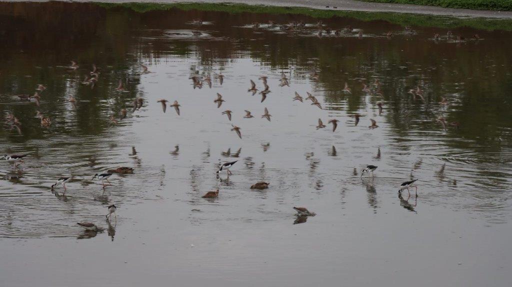 A flock of birds flying over a body of water

Description automatically generated