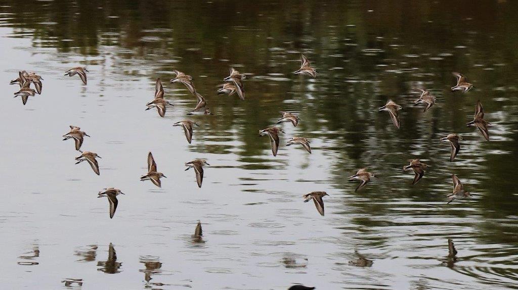 A flock of birds flying over water

Description automatically generated