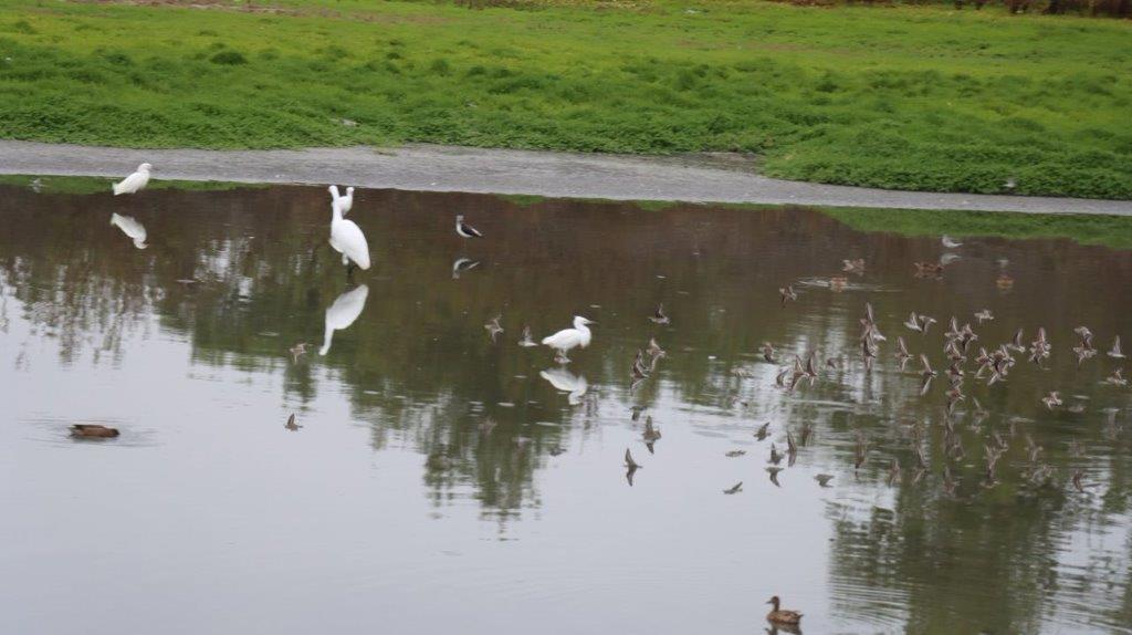 A group of birds in a pond

Description automatically generated