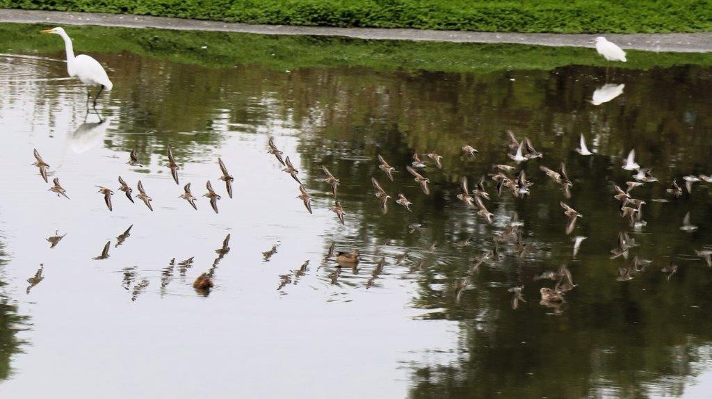 A group of birds flying over water

Description automatically generated