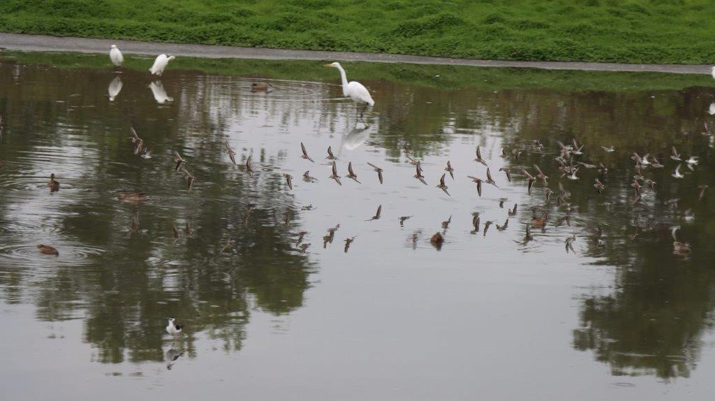 Birds flying over a body of water

Description automatically generated