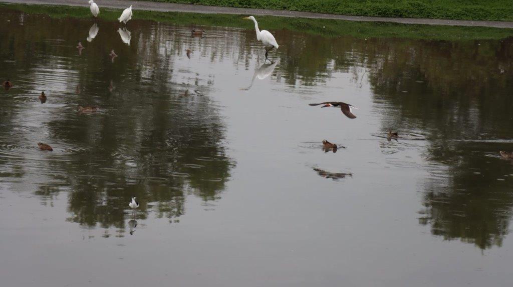 Birds flying over a body of water

Description automatically generated