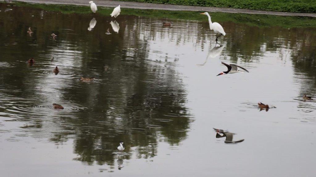 Birds in a pond with a group of birds

Description automatically generated