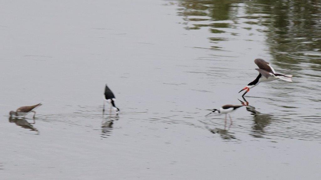 Birds in the water

Description automatically generated