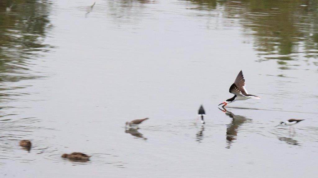 A bird flying over water

Description automatically generated