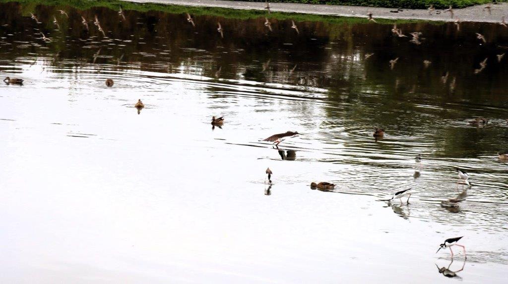 A group of birds swimming in a river

Description automatically generated