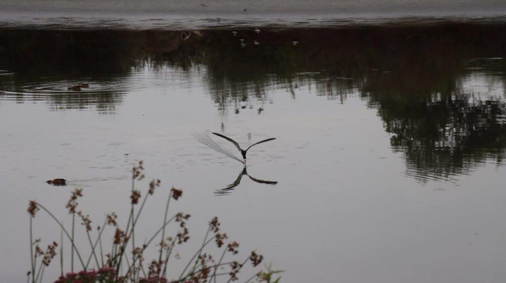 A bird floating in the water

Description automatically generated