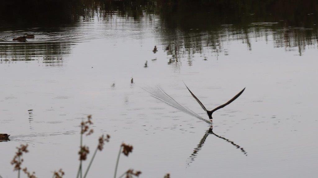 A bird flying over water

Description automatically generated