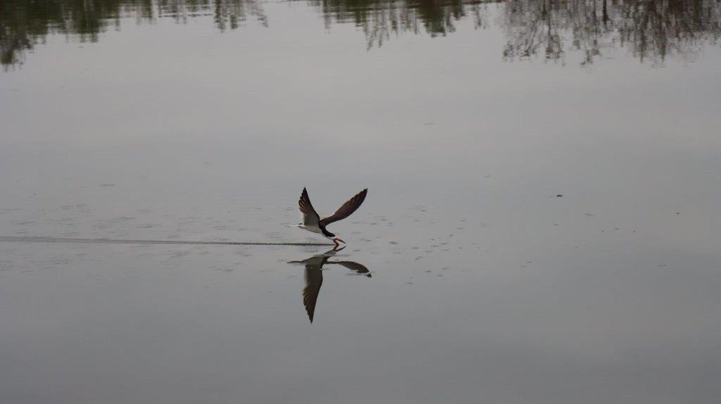 A bird flying over water

Description automatically generated