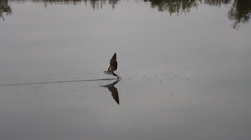 A bird landing on water

Description automatically generated