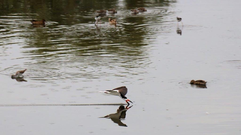 A bird in the water

Description automatically generated