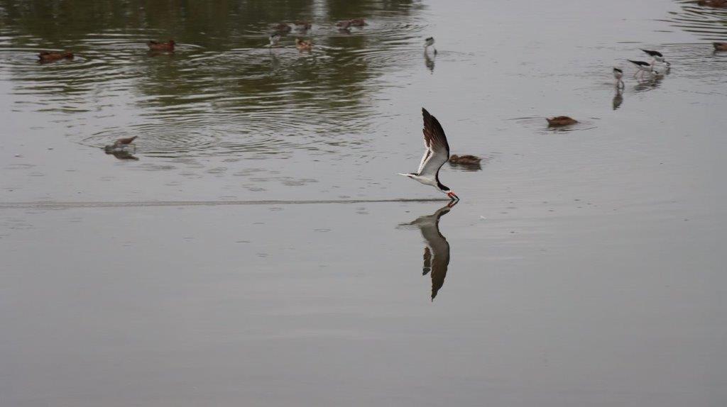 A bird flying over water

Description automatically generated