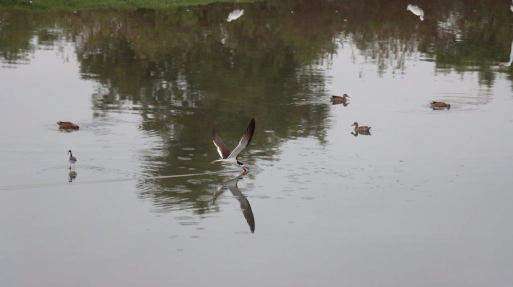 A bird flying over water

Description automatically generated