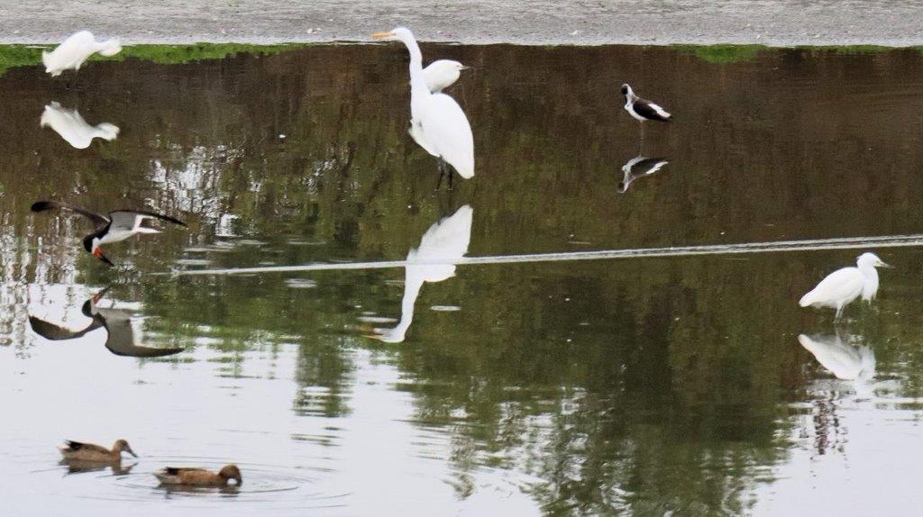 A white bird standing on a ledge of water

Description automatically generated