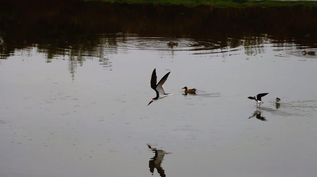 A bird flying over water

Description automatically generated