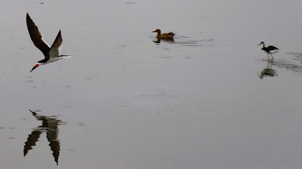 A duck swimming in a lake

Description automatically generated