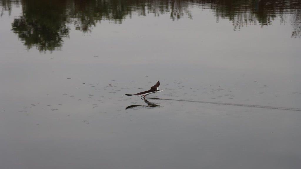 A bird flying over water

Description automatically generated