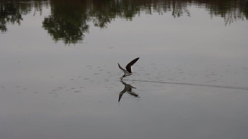 A bird flying over water

Description automatically generated