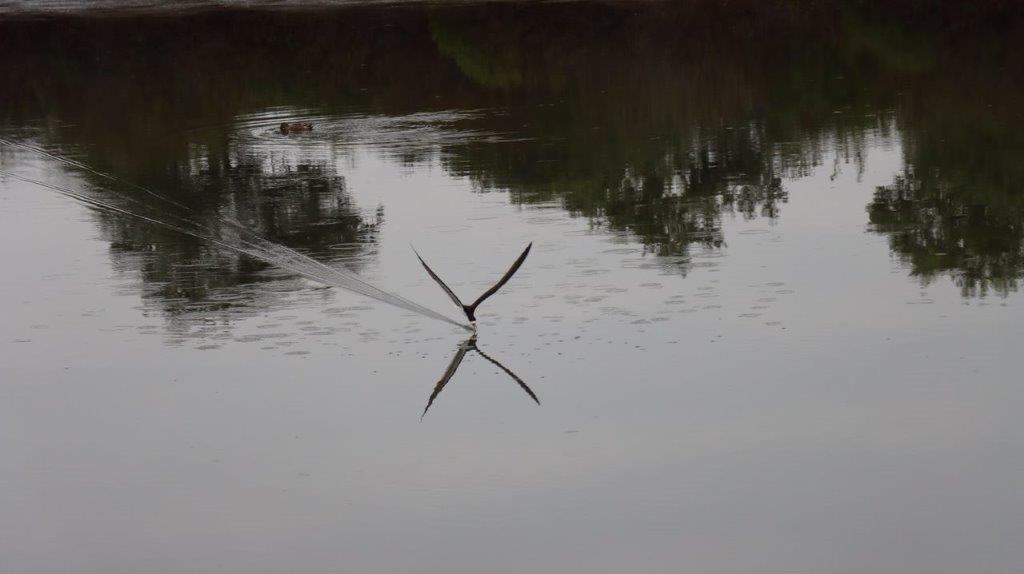 A bird flying through water

Description automatically generated