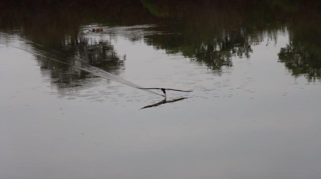 A bird on a rope in the water

Description automatically generated