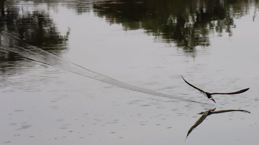 A bird flying over water

Description automatically generated