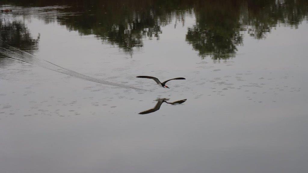 A bird flying over water

Description automatically generated