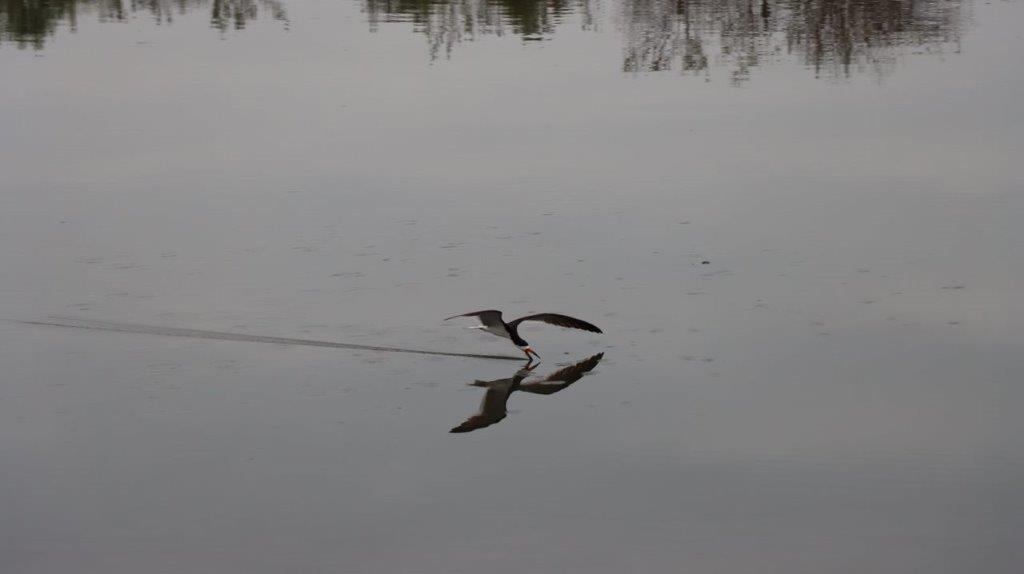 A bird flying over water

Description automatically generated