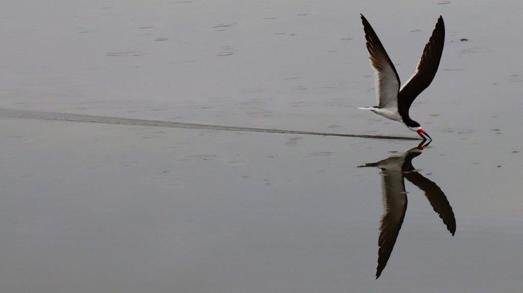 A bird flying over water

Description automatically generated