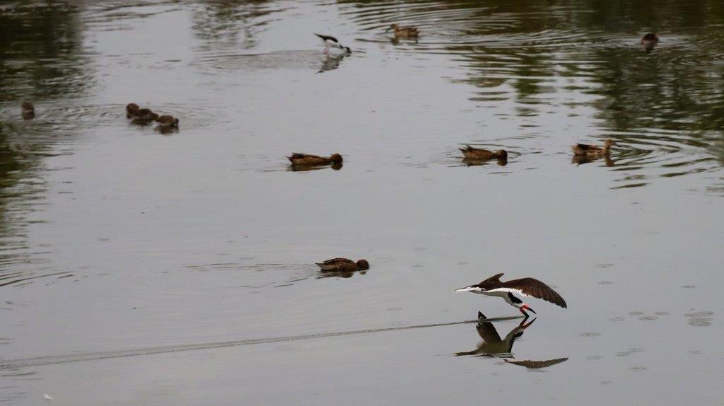 A bird flying over water

Description automatically generated