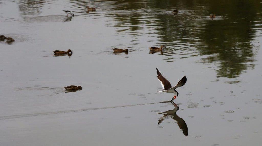 A bird flying over water

Description automatically generated