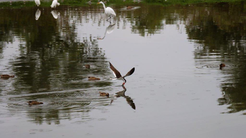 A bird flying over water

Description automatically generated