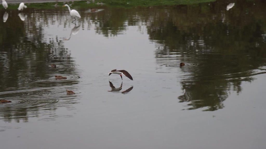 A bird flying over water

Description automatically generated