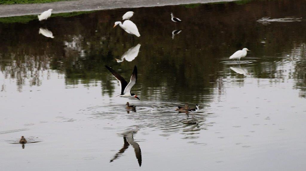 Birds flying over a body of water

Description automatically generated