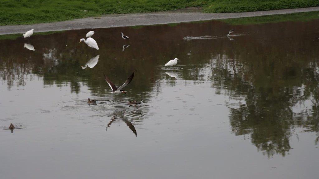 Birds flying over a body of water

Description automatically generated