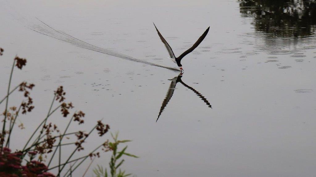 A bird flying in the water

Description automatically generated