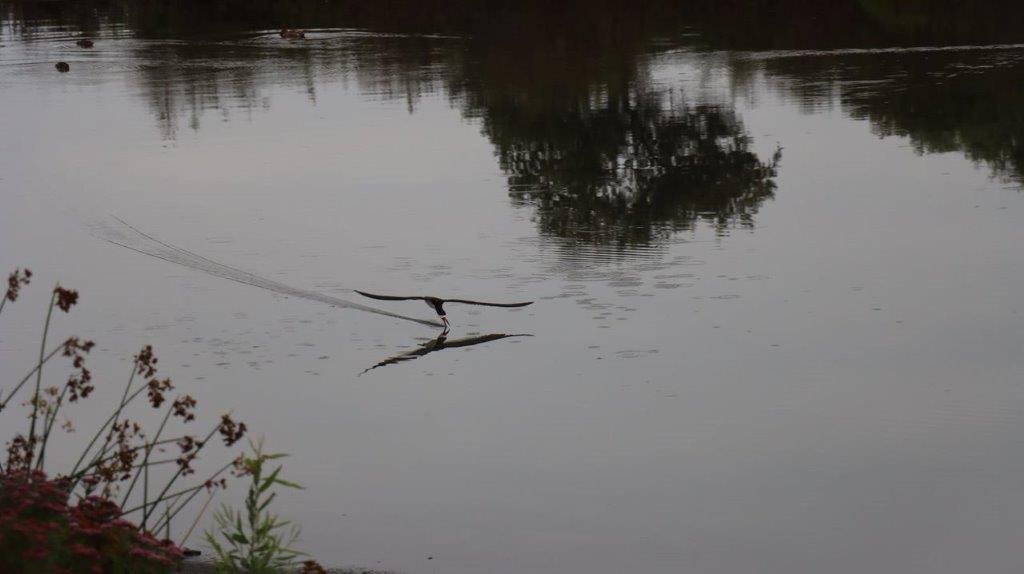 A bird flying over a lake

Description automatically generated